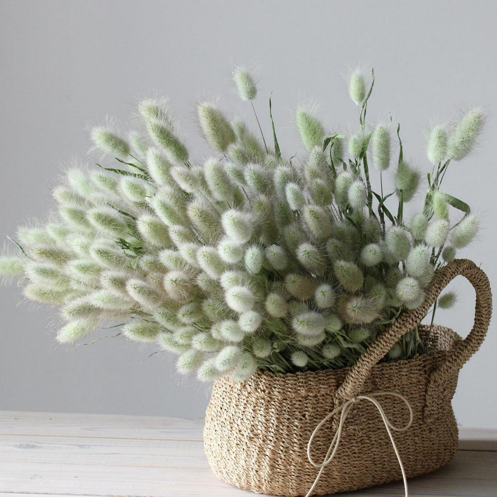 ラグラス 180 日本アワビグロー ラグラス 180 日本アワビグロー 【公式通販】