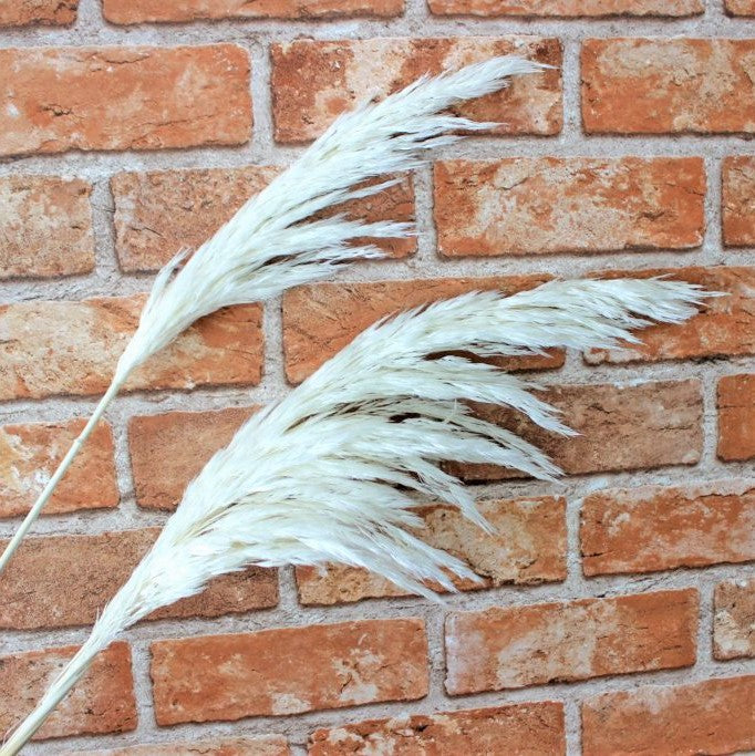 プルームリード