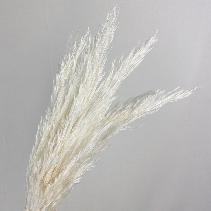 プルームリード