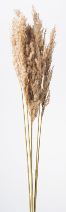 プルームリード