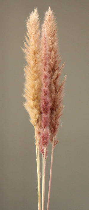 テールリード・ミニ