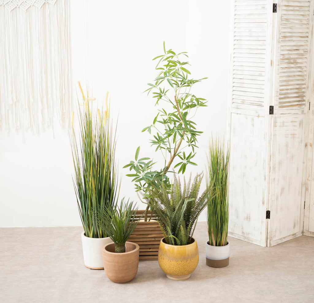 ｼｪﾌﾚﾗｱﾝｶﾞｽﾃｨﾌｫﾘｱ — nmo